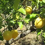 B&B I Limoni