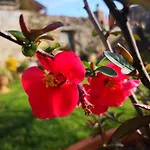 Zia Chiarina