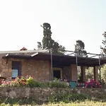 Narcisi