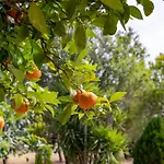 Villa Luisa - Your Holiday In Sardinia