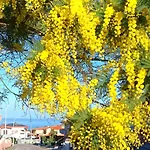 Il Canto Del Mare