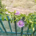 Camera Delle Libellule