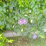 Camera Delle Libellule