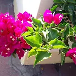 Casa Lupino