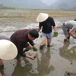 三谷稻田度假村