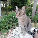 Su Matutzu