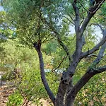 Casa Vacanza Tramontana 2414