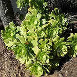 La Cuppulata