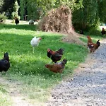 Il Vecchioliveto Di Ornella