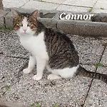 Sa Domu 'E Pisittu