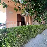 Camera Ficus