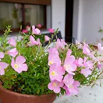 Casa Vacanze Il Mirto Locale