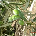 B&B Garzia