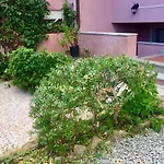 Cycas