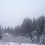Forest Vibes Spa
