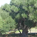 Agriturismo Gli Olivastri -Appartamento Bel Vedere Con Piscina ,Solarium E Vista Mare,Climatizzatore ,Wifi
